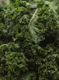 Organic Curly-leaf kale or leaf cabbage.