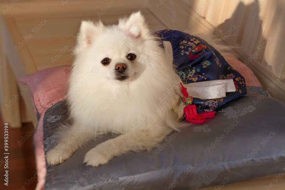 White pomeranian puppy in hanbok smiling on the Korean traditional cushion. Holiday concept.
White pomeranian puppy in hanbok smiling on the Korean traditional cushion. Holiday concept.