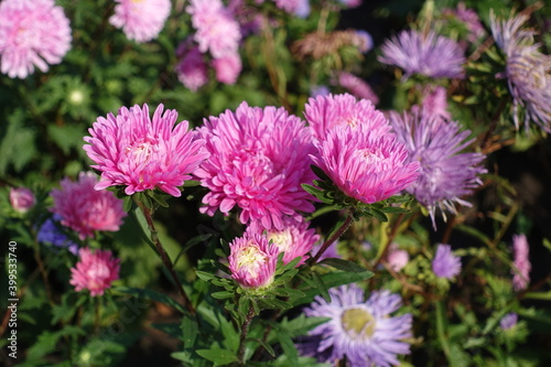 Opening pink and violet flowers of China asters in September