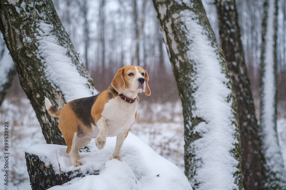 cute Beagle dog on a walk in a snowy winter Park cute Beagle dog on a walk in a snowy winter Park