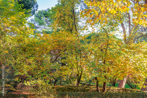 whim park in autumn