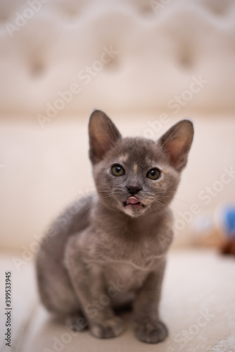 kitten scottish british cat burma munchkin animals 