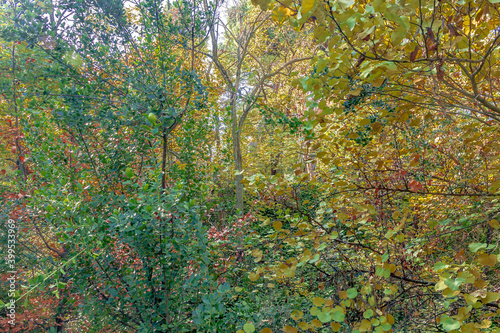 Картината върху платно whim park in autumn