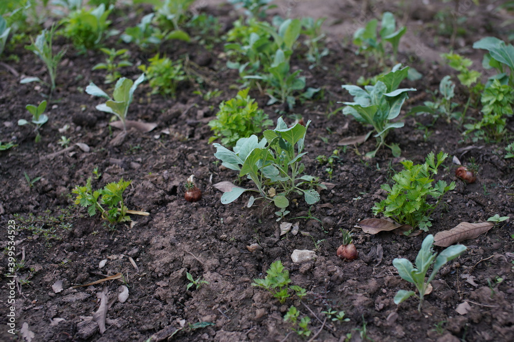 Vegetable garden In the house area at thailand. Vegetable garden In the house area at thailand.