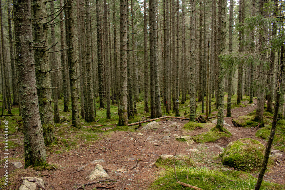 Obraz premium footpath in the forest
