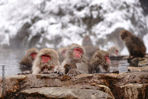 Snow monkeys soak in hot springs of Japan (温泉に入るニホンザル) photo