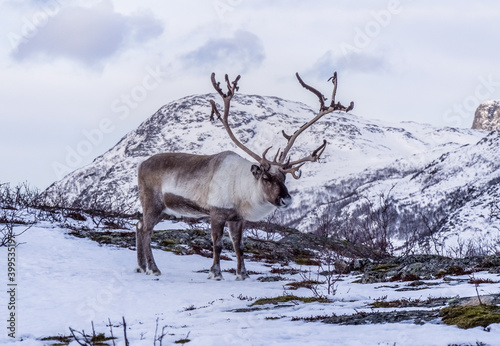 Reindeer with big antlers in winter scenery.