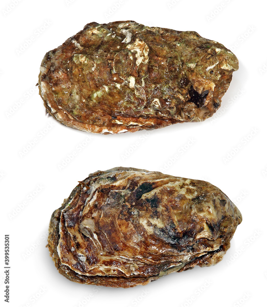 Set of raw oysters isolated on white background. Set of raw oysters isolated on white background.