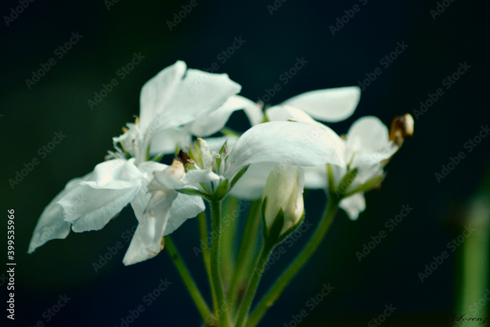 Obraz premium Weiße Blume