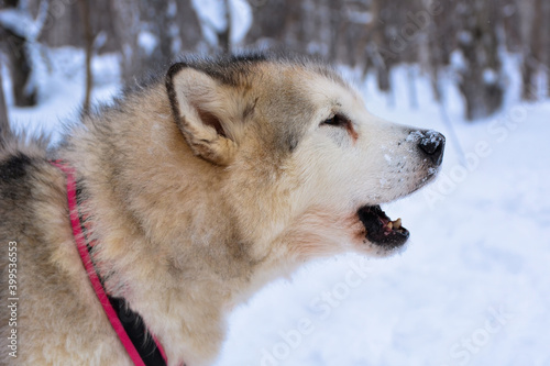 Close-up of an Alaskan Malamute
