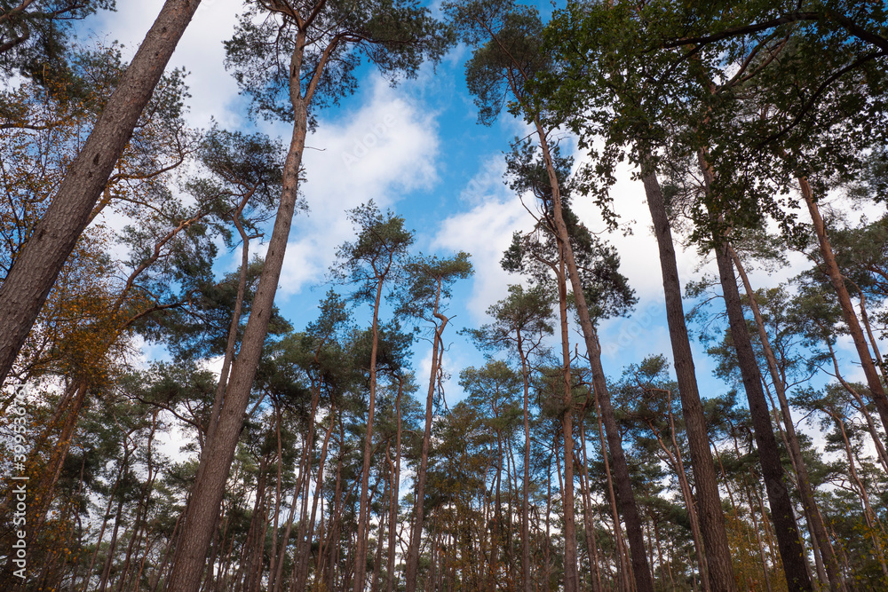 clearing in the forest with a blue sky and white clouds photo taken in autumn clearing in the forest with a blue sky and white clouds photo taken in autumn