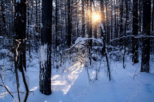 Sunset or sunrise in the wood between the trees strains in winter period
