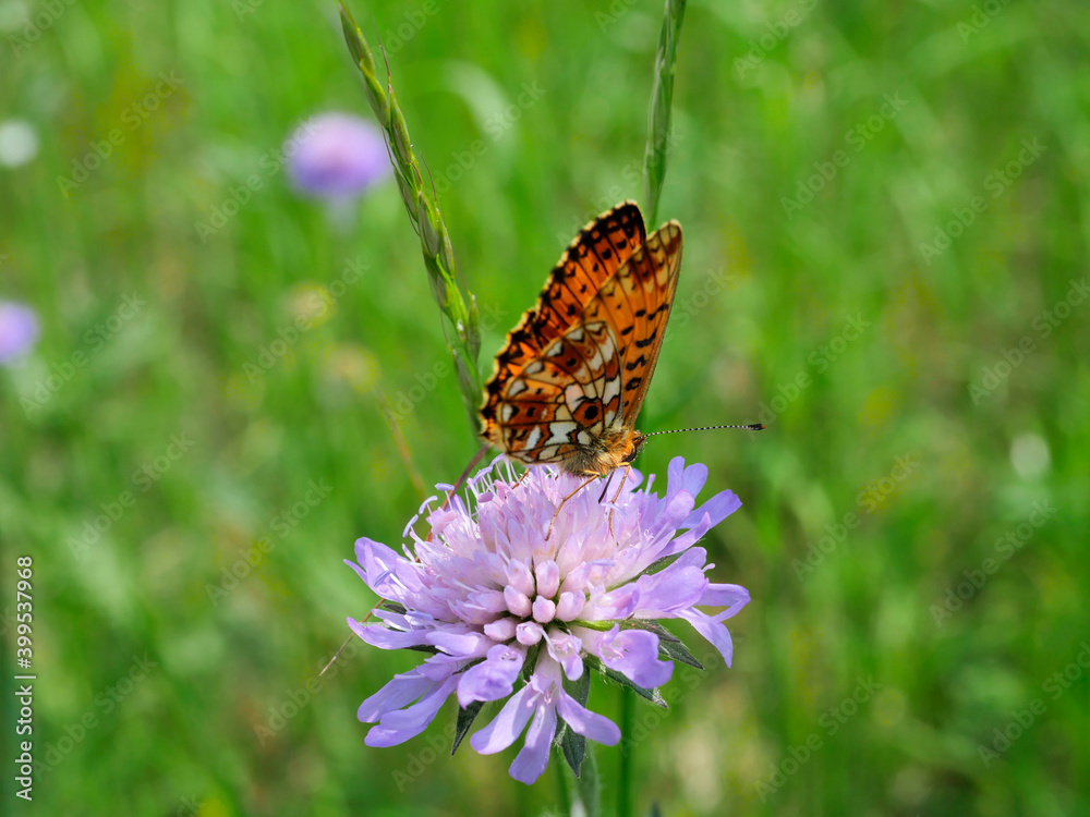 Obraz premium Dostojka selene (Boloria selene) na łace na kwiatku Świerzbnicy polnej (Knautia arvensis (L.)