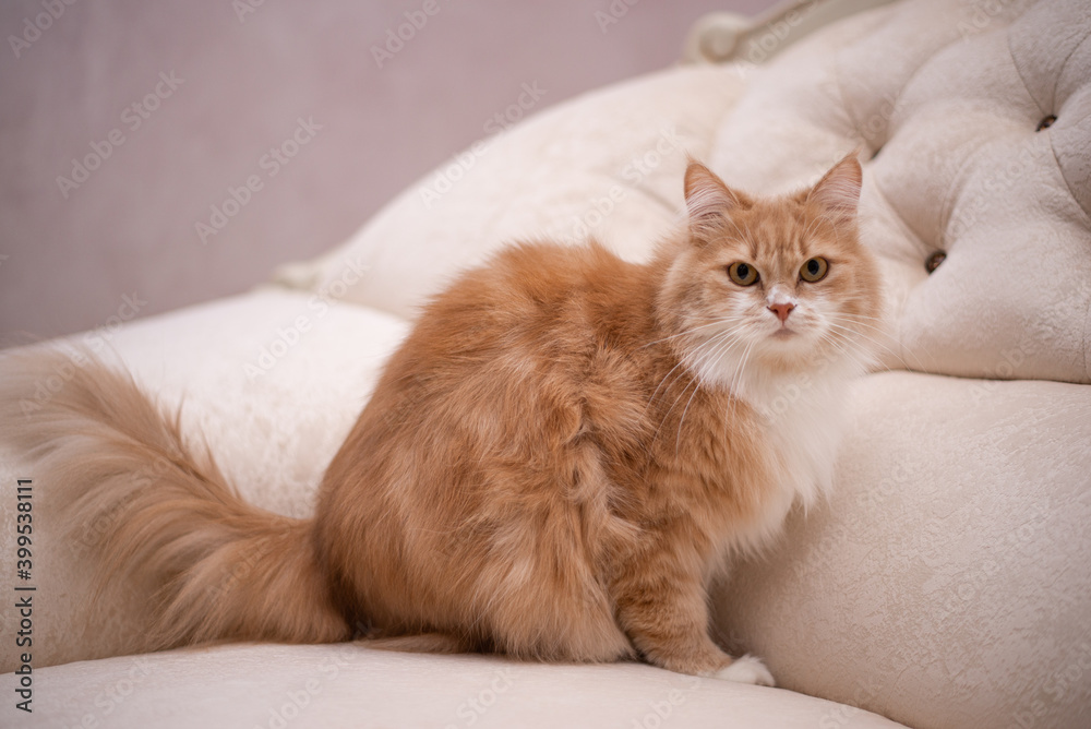 kitten scottish british cat burma munchkin animals Red-headed cat redhead