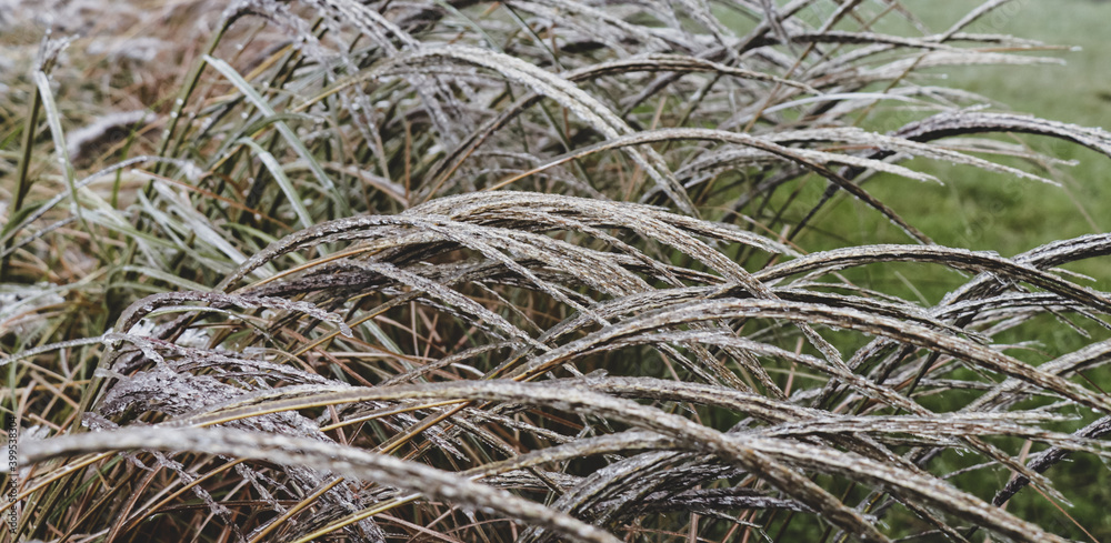 First frosts. An icy panicle of a cereal plant.