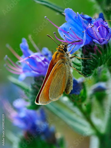 Karłątek leśny, karłątek ceglasty (Thymelicus sylvestris) w letniej scenerii #399538339