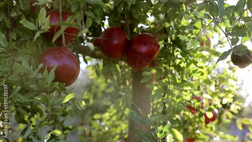 Ripe pomegranate fruits growing on tree. Beautiful red pomegranate on tree. Fresh fruits on the branch of tree. sunshine lying on Garnet tree. Natural food concept