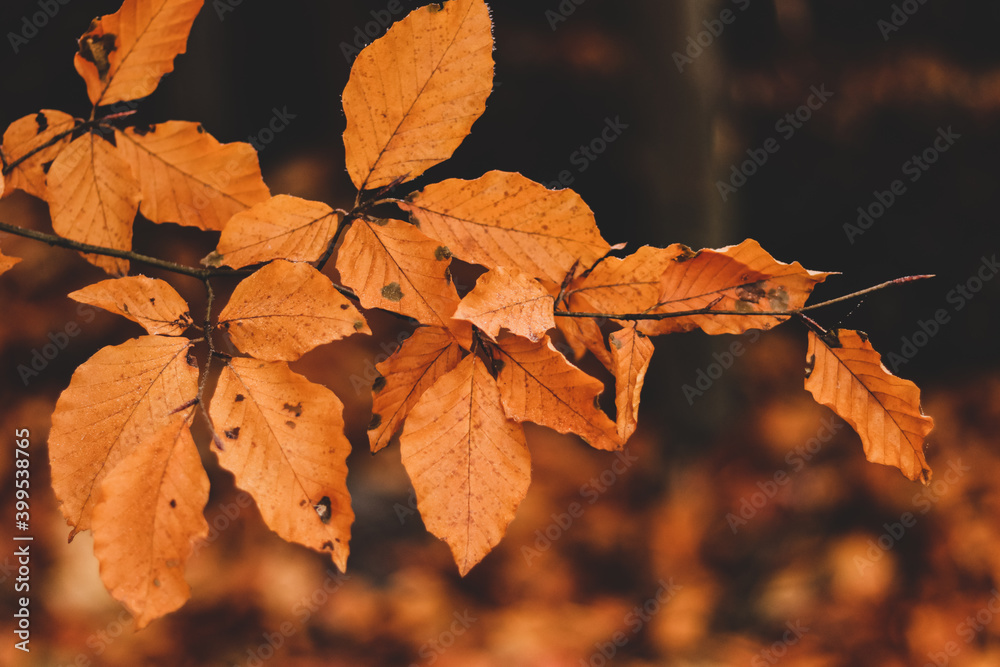 Bright orange leaves of European beech in late autumn