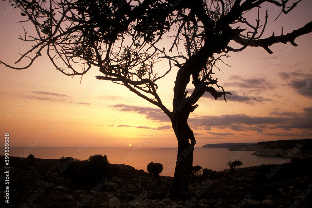 CYPRUS LARNAKA OLIVE TREE