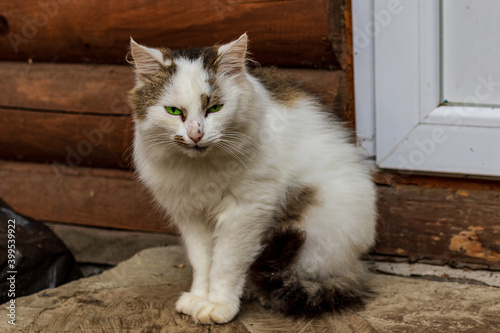 A cute cat sits near a village house built of large logs. Domestic cat outdoors. Pets. Close-up.