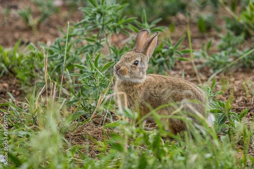 wild young rabbit in grass © Jen