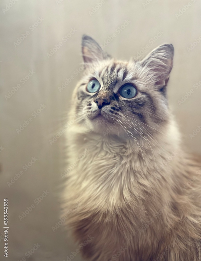 cat with eyes cat with eyes