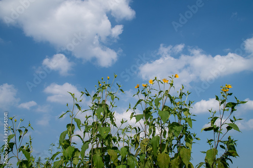 夏空と黄色い花 © 渡辺 貴美世