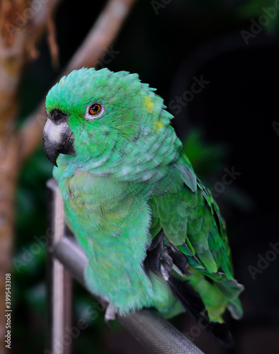 green parrot or as picoy sitting on a branch photo