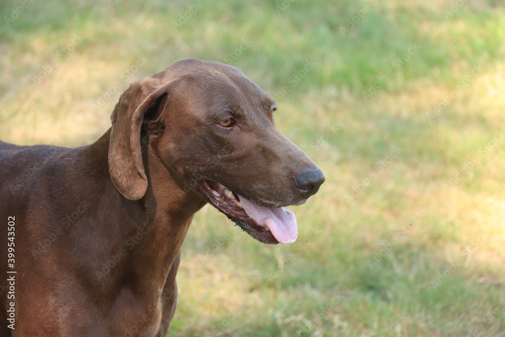 German Shorthaired Pointer female