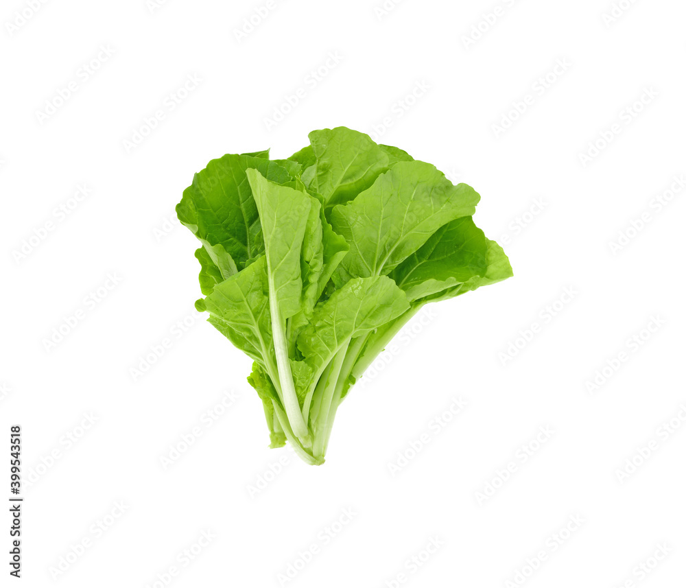 lettuce leaves isolated on white background lettuce leaves isolated on white background