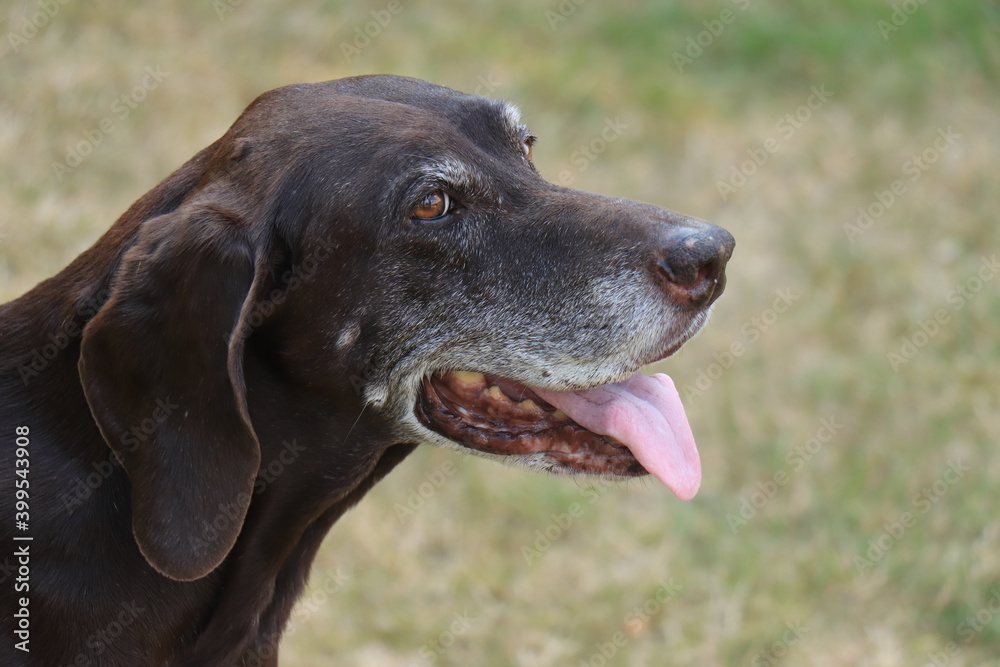 German Shorthaired Pointer senior German Shorthaired Pointer senior