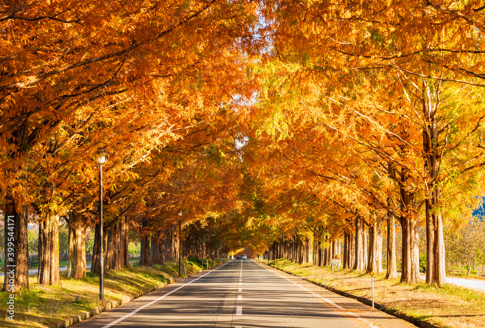 マキノ高原　メタセコイア並木