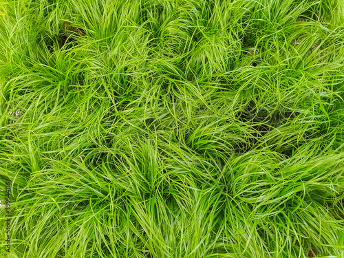 Grass for cats in a plant store, close up top view. Healthy food for pet concept