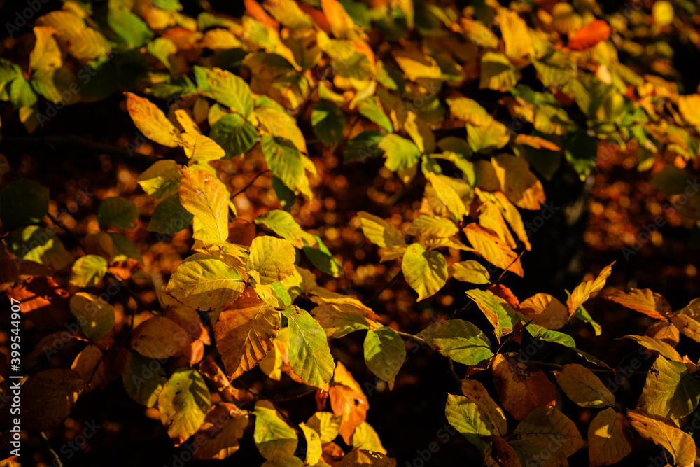 Orange beech leaves in the morning sun. Orange beech leaves in the morning sun.