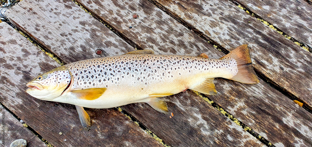 trout on a wooden board trout on a wooden board