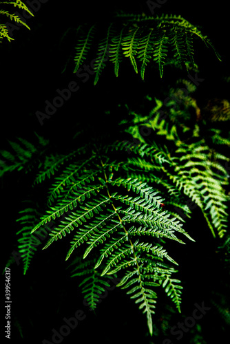 Fern in a Dark Wood © Oliver Riddoch