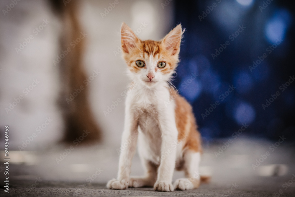 Portrait of tiny cute stray kitten with beautiful red orange fur and green eyes 
