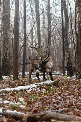 Wild reindeer graze in the forest.