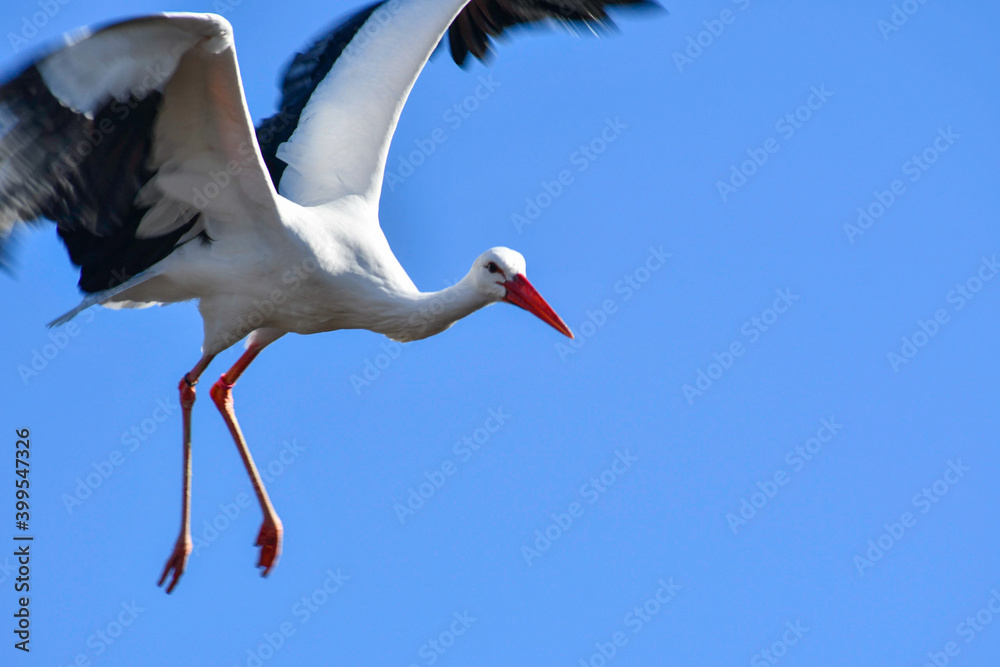 Close-up of flying stork Close-up of flying stork