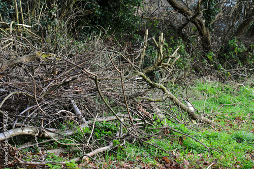 Pile of firewood and chopped dry branches in the park, England