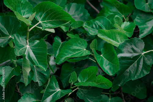 green leaves background