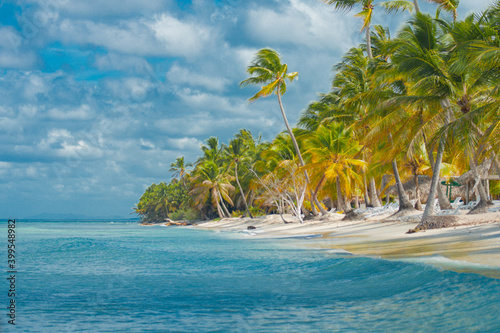 palm trees in the Caribbean