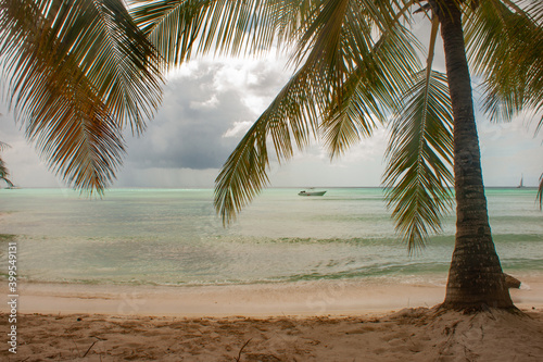 Fototapeta Naklejka Na Ścianę i Meble -  palm trees in the Caribbean