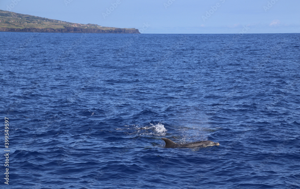 Fototapeta premium Dolphins jumping out of water
