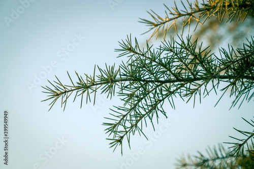 Closeup details of the pine tree