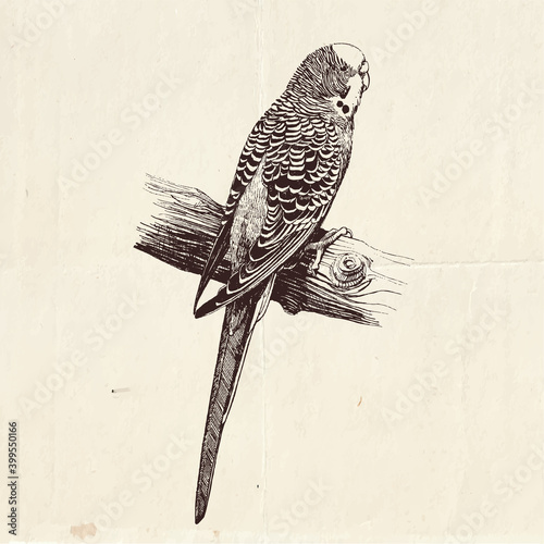 Fotografia Highly detailed hand drawn illustration of the Australian budgie bird