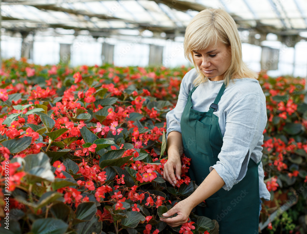Mature female florist in apron working with begonia plants in hothouse indoors