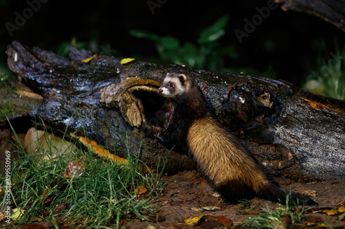 European polecat (Mustela utorius) searching for food at night in the forest of Drenthe in the Netherlands photo