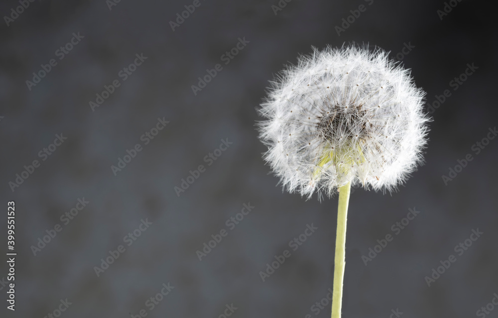 Dandelion seeds over dark background with copy space Dandelion seeds over dark background with copy space