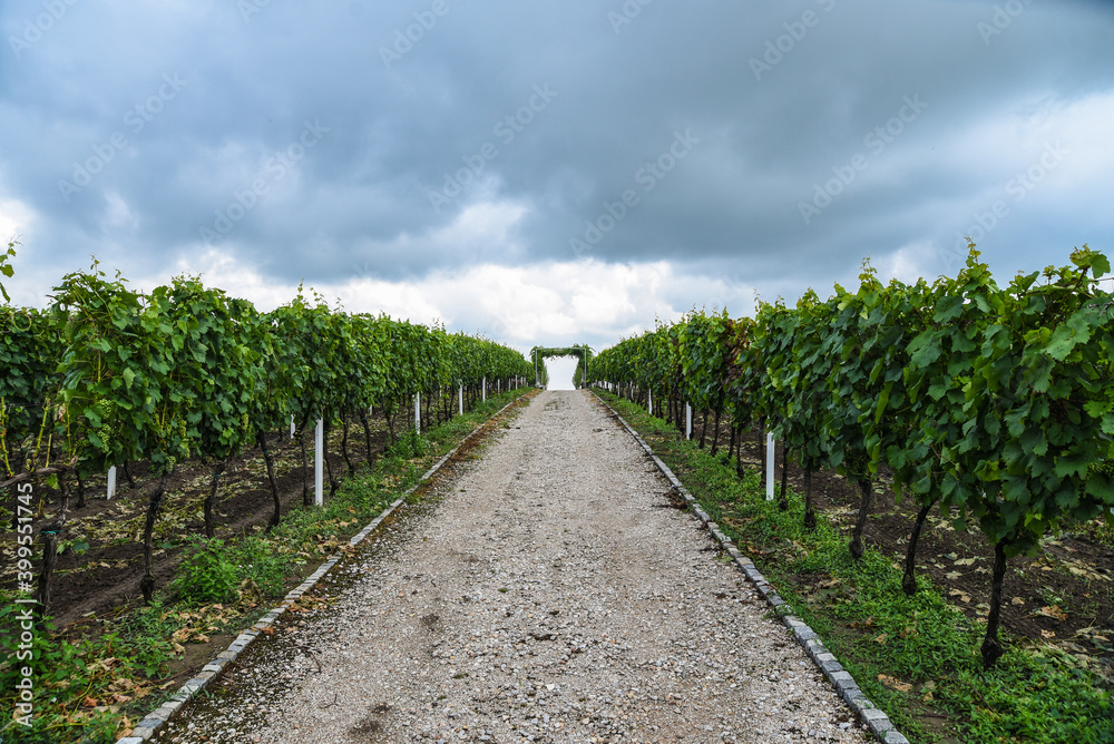 White wine grapes on cordon at vineyard, vineyards and orchards in Serbia. Grapevine full of bunches of table grapes, beginning maturation.